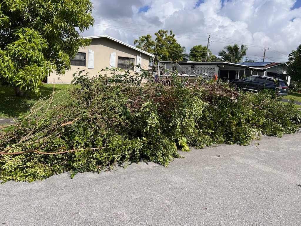 A pile of bushes sitting on top of the ground.